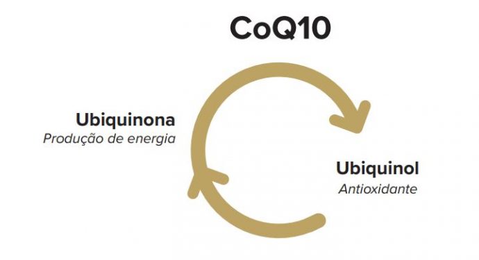 formas da coenzima q10: ubiquinona (produção de energia) e ubiquinol (antioxidante)