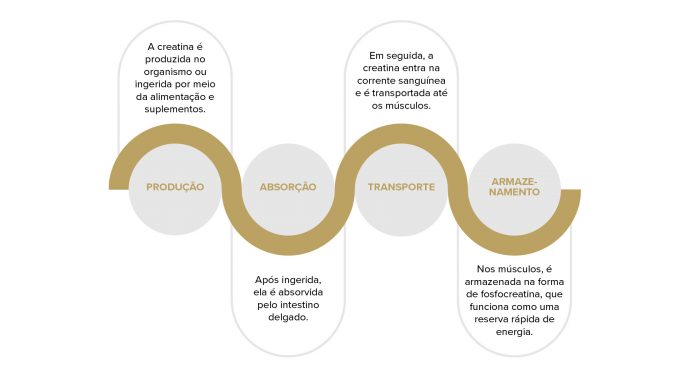 Imagem explicando como a creatina atua no organismo.