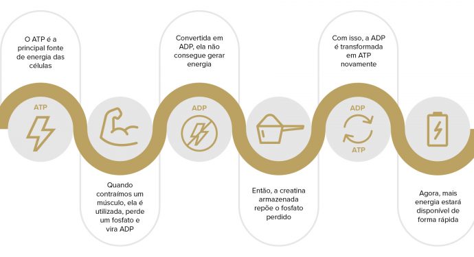 Imagem explicando o processo de regeneração de ATP, ponto em que a creatina age no corpo para produção de energia muscular